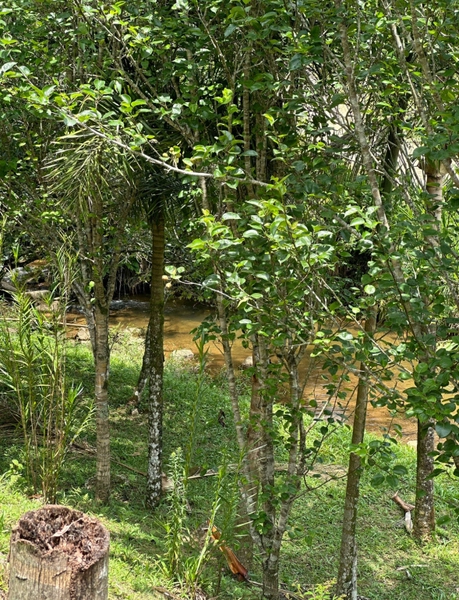Charmosa casa à venda em meio as montanhas com vista para um sereno riacho.: 4ª foto da galeria de imagens do imóvel