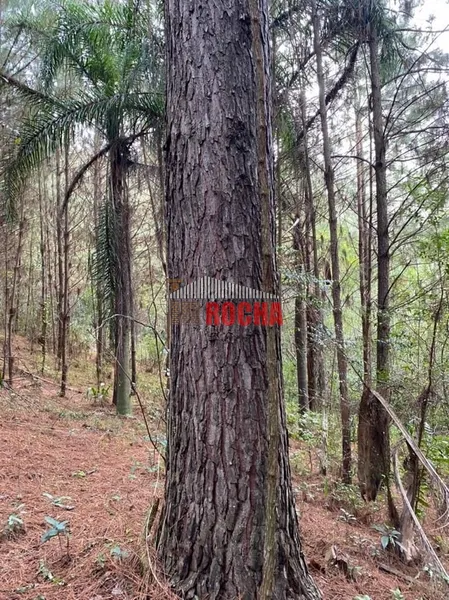 Terras em hectares a venda em Três Coroas!: 5ª foto da galeria de imagens do imóvel