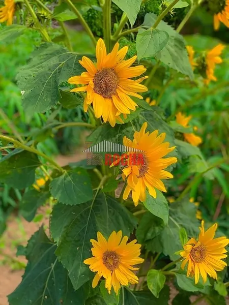Terras em hectares a venda em Três Coroas!: 3ª foto da galeria de imagens do imóvel