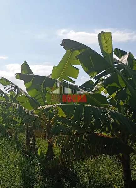 ÁREA DE TERRAS COM BANANAL!: 4ª foto da galeria de imagens do imóvel