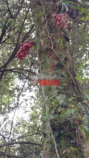 TERRENO DE ÁREA RURAL EM NOVA TRIPOLI!: 12ª foto da galeria de imagens do imóvel