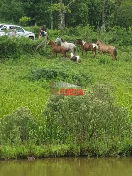 TERRENO DE ÁREA RURAL EM NOVA TRIPOLI!: 4ª foto da galeria de imagens do imóvel