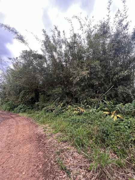 ÁREA DE TERRA EM TRÊS FORQUILHAS: 1ª foto da galeria de imagens do imóvel