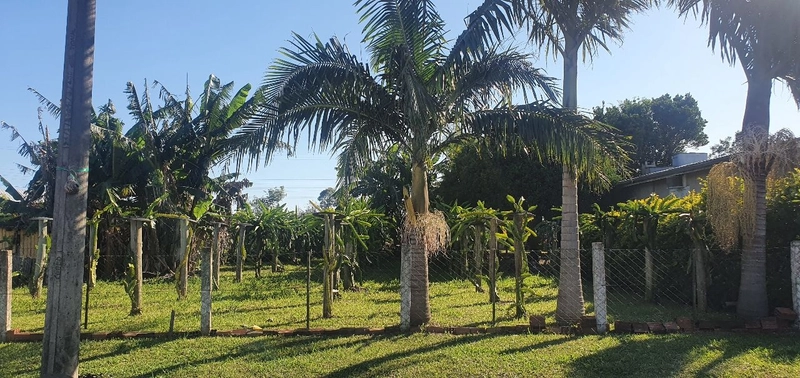 TERRENO EM TERRA DE AREIA: 2ª foto da galeria de imagens do imóvel