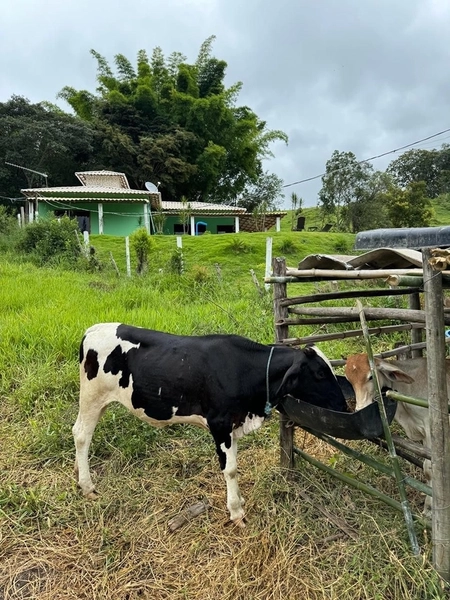 Sítio de 5.000 m² com lagoa em Bonfim: 20ª foto da galeria de imagens do imóvel