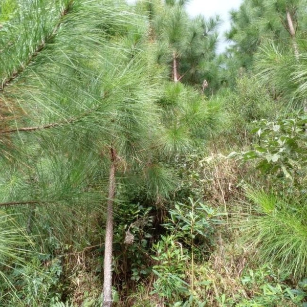 null: 7ª foto da galeria de imagens do imóvel