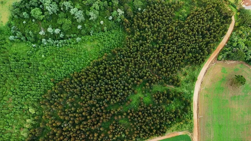 Area de Loteamento em Campo Magro: 6ª foto da galeria de imagens do imóvel