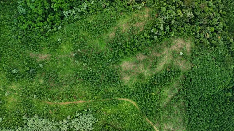 Area de Loteamento em Campo Magro: 3ª foto da galeria de imagens do imóvel