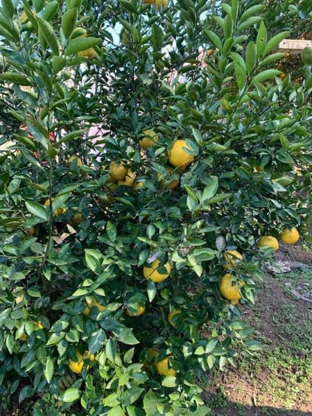 null: 46ª foto da galeria de imagens do imóvel