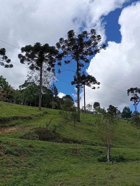 CHACARÁ À VENDA NO BAIRRO SERRA ALTA!: 38ª foto da galeria de imagens do imóvel