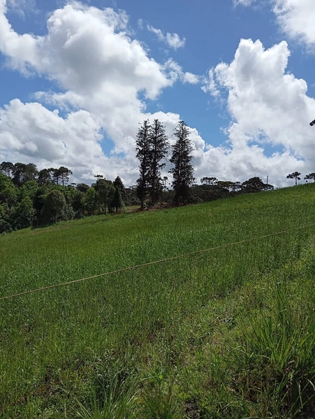 CHACARÁ À VENDA NO BAIRRO SERRA ALTA!: 11ª foto da galeria de imagens do imóvel