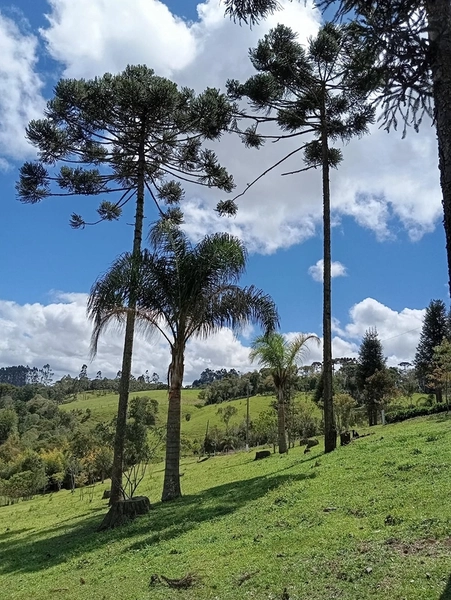 CHACARÁ À VENDA NO BAIRRO SERRA ALTA!: 5ª foto da galeria de imagens do imóvel