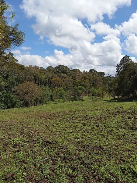 CHACARÁ À VENDA NO BAIRRO SERRA ALTA!: 24ª foto da galeria de imagens do imóvel