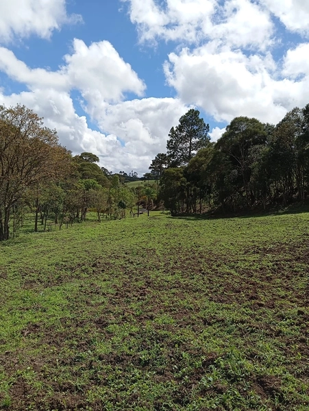 CHACARÁ À VENDA NO BAIRRO SERRA ALTA!: 6ª foto da galeria de imagens do imóvel