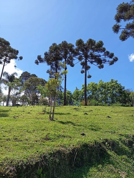 CHACARÁ À VENDA NO BAIRRO SERRA ALTA!: 26ª foto da galeria de imagens do imóvel