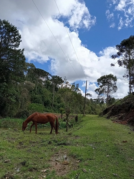 CHACARÁ À VENDA NO BAIRRO SERRA ALTA!: 17ª foto da galeria de imagens do imóvel
