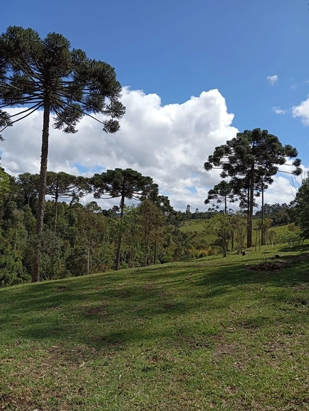 CHACARÁ À VENDA NO BAIRRO SERRA ALTA!: 13ª foto da galeria de imagens do imóvel