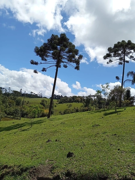 CHACARÁ À VENDA NO BAIRRO SERRA ALTA!: 33ª foto da galeria de imagens do imóvel