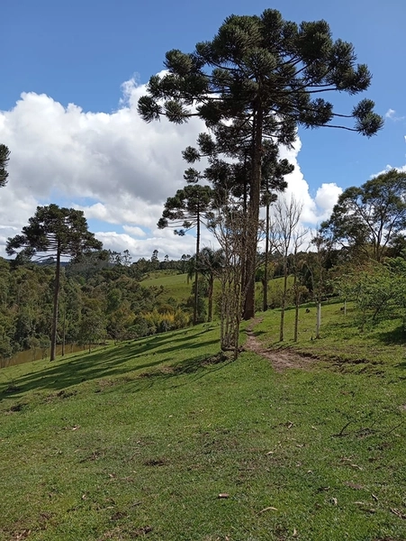CHACARÁ À VENDA NO BAIRRO SERRA ALTA!: 28ª foto da galeria de imagens do imóvel
