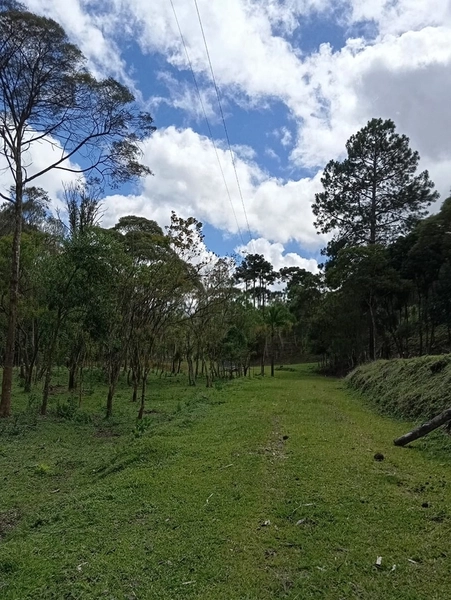 CHACARÁ À VENDA NO BAIRRO SERRA ALTA!: 12ª foto da galeria de imagens do imóvel