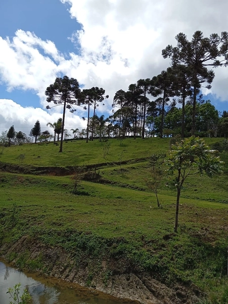 CHACARÁ À VENDA NO BAIRRO SERRA ALTA!: 43ª foto da galeria de imagens do imóvel