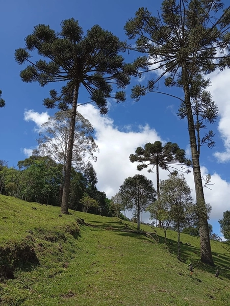 CHACARÁ À VENDA NO BAIRRO SERRA ALTA!: 10ª foto da galeria de imagens do imóvel