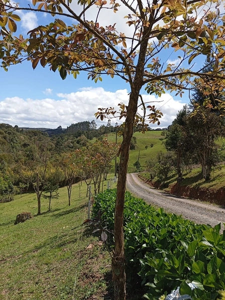 CHACARÁ À VENDA NO BAIRRO SERRA ALTA!: 36ª foto da galeria de imagens do imóvel