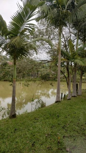 CHÁCARA EM ILHOTA - 20.000m²: 9ª foto da galeria de imagens do imóvel