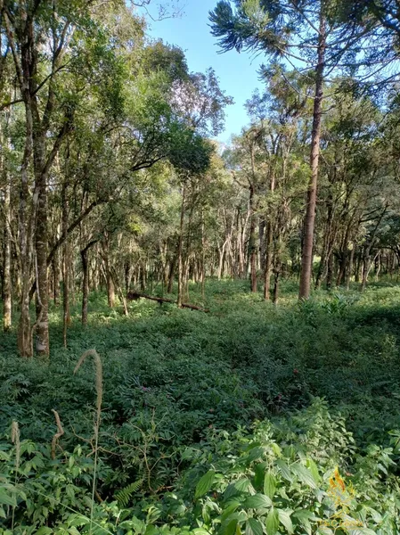 TERRENO A VENDA COM 1550 METROS EM COLOMBO/PR: 24ª foto da galeria de imagens do imóvel