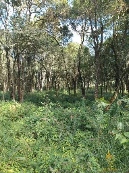 TERRENO A VENDA COM 1550 METROS EM COLOMBO/PR: 26ª foto da galeria de imagens do imóvel