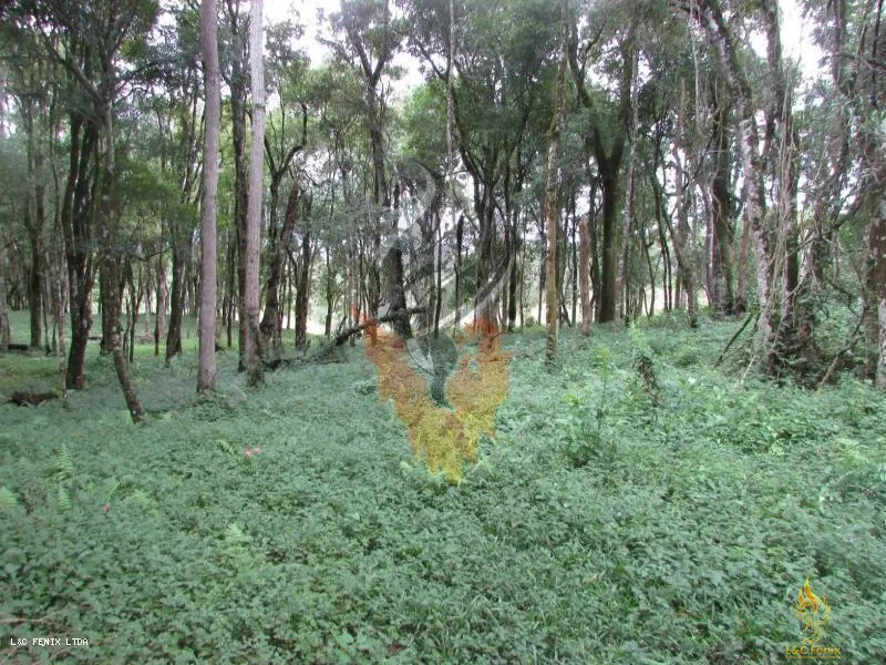 TERRENO A VENDA COM 1550 METROS EM COLOMBO/PR: 2ª foto da galeria de imagens do imóvel