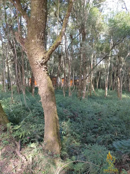 TERRENO A VENDA COM 1550 METROS EM COLOMBO/PR: 22ª foto da galeria de imagens do imóvel