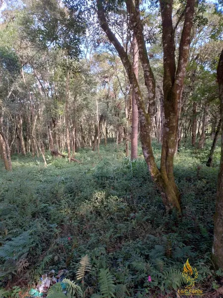 TERRENO A VENDA COM 1550 METROS EM COLOMBO/PR: 21ª foto da galeria de imagens do imóvel