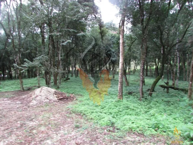 TERRENO A VENDA COM 1550 METROS EM COLOMBO/PR: 4ª foto da galeria de imagens do imóvel
