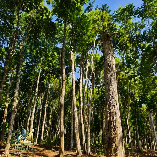 🌄 Terreno à Venda em Ipiabas – 1.634m² no Vale Verde 1 com Escritura e RGI: 7ª foto da galeria de imagens do imóvel