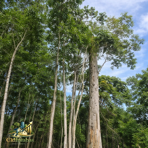 🌱 Terreno de 1.634m² em Ipiabas Próximo à Cachoeira: 4ª foto da galeria de imagens do imóvel