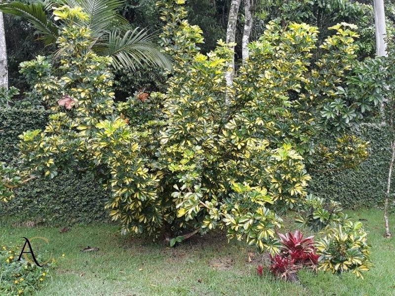 🌱 Casa a venda em Ipiabas, 3 Chalés Completos.: 63ª foto da galeria de imagens do imóvel
