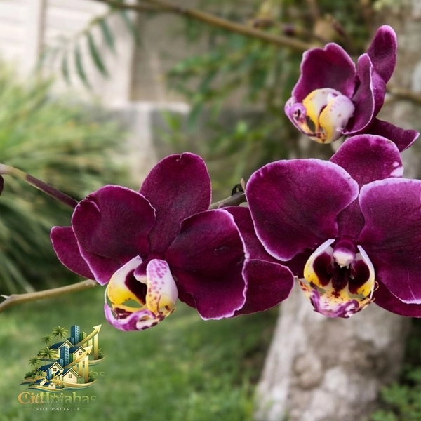 🌿 Chalés à Venda no Centro Histórico de Ipiabas – Renda Imediata + Estilo de Vida: 34ª foto da galeria de imagens do imóvel