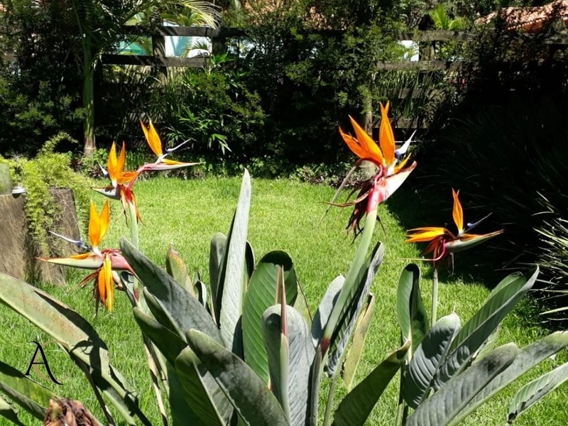 🌱 Casa a venda em Ipiabas, 3 Chalés Completos.: 47ª foto da galeria de imagens do imóvel