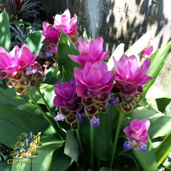 🌿 Chalés à Venda no Centro Histórico de Ipiabas – Renda Imediata + Estilo de Vida: 27ª foto da galeria de imagens do imóvel