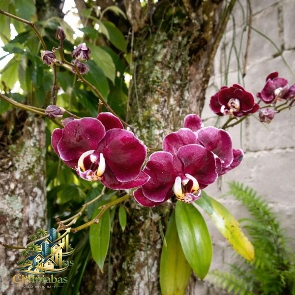 🌿 Chalés à Venda no Centro Histórico de Ipiabas – Renda Imediata + Estilo de Vida: 24ª foto da galeria de imagens do imóvel