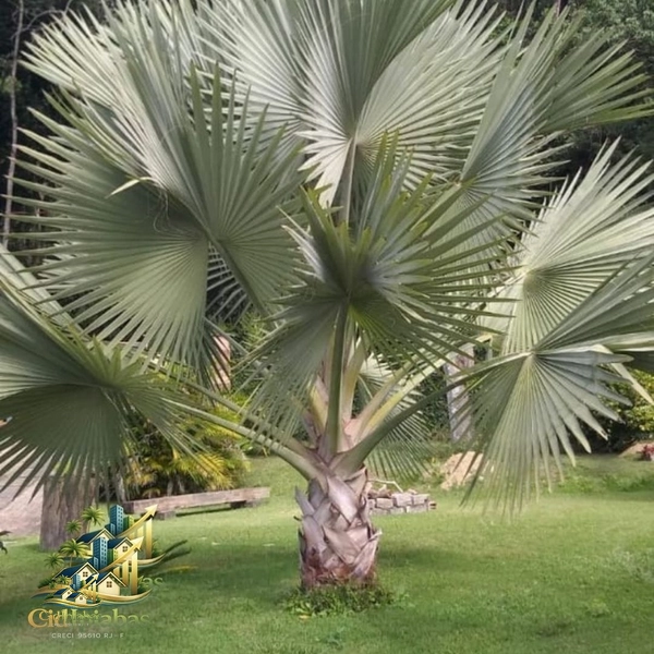 🌿 Chalés à Venda no Centro Histórico de Ipiabas – Renda Imediata + Estilo de Vida: 26ª foto da galeria de imagens do imóvel