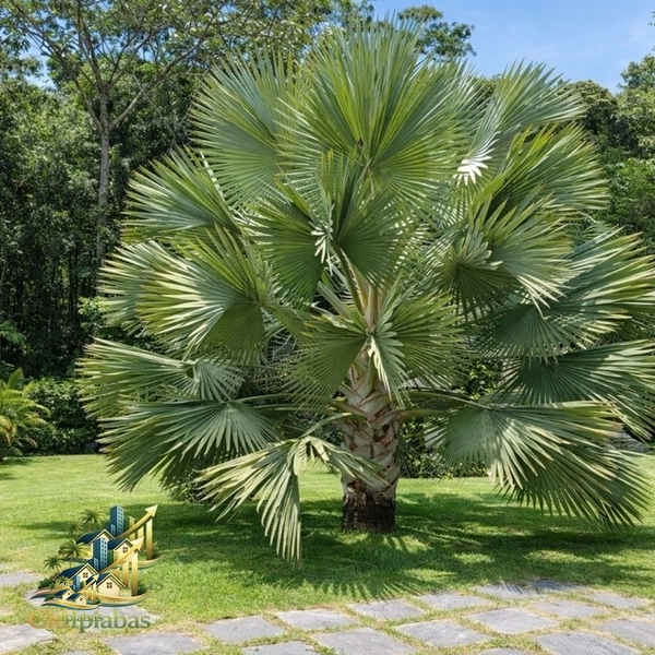 🌿 Chalés à Venda no Centro Histórico de Ipiabas – Renda Imediata + Estilo de Vida: 20ª foto da galeria de imagens do imóvel