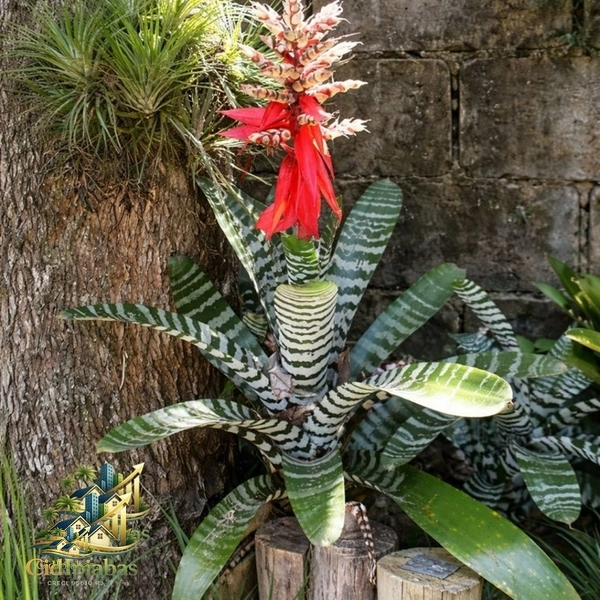 🌿 Chalés à Venda no Centro Histórico de Ipiabas – Renda Imediata + Estilo de Vida: 25ª foto da galeria de imagens do imóvel