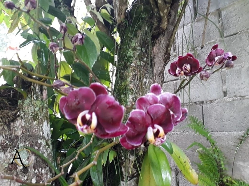🌱 Casa a venda em Ipiabas, 3 Chalés Completos.: 67ª foto da galeria de imagens do imóvel