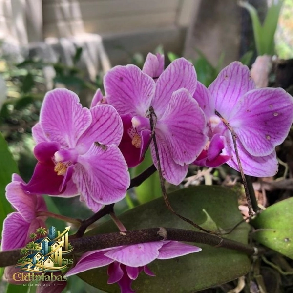 🌿 Chalés à Venda no Centro Histórico de Ipiabas – Renda Imediata + Estilo de Vida: 30ª foto da galeria de imagens do imóvel