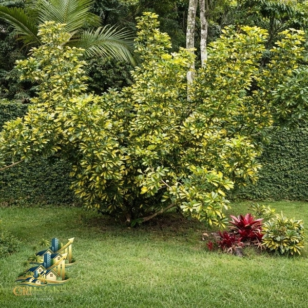 🌿 Chalés à Venda no Centro Histórico de Ipiabas – Renda Imediata + Estilo de Vida: 31ª foto da galeria de imagens do imóvel