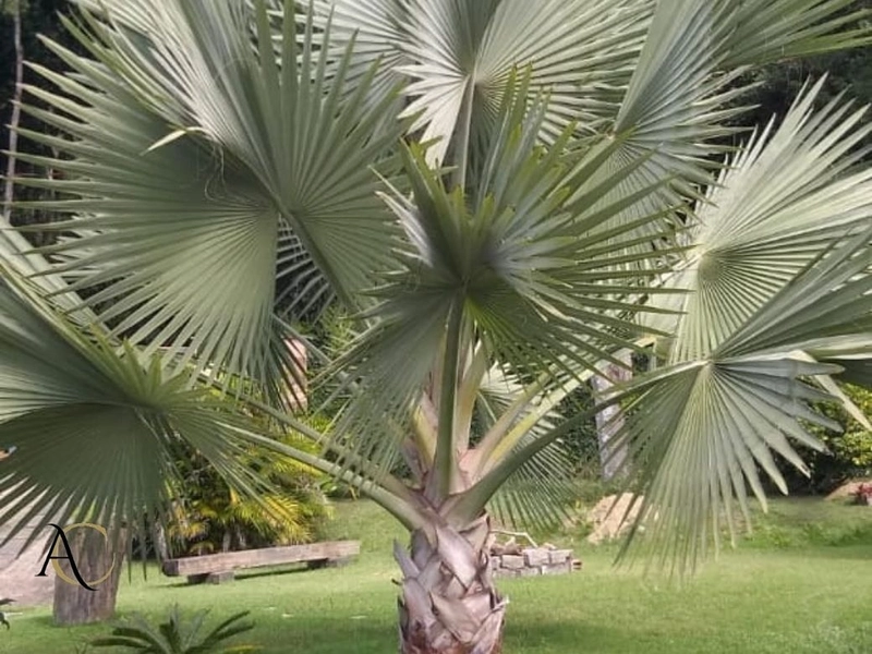 🌱 Casa a venda em Ipiabas, 3 Chalés Completos.: 55ª foto da galeria de imagens do imóvel