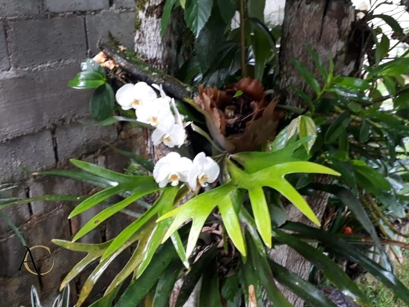 🌱 Casa a venda em Ipiabas, 3 Chalés Completos.: 66ª foto da galeria de imagens do imóvel