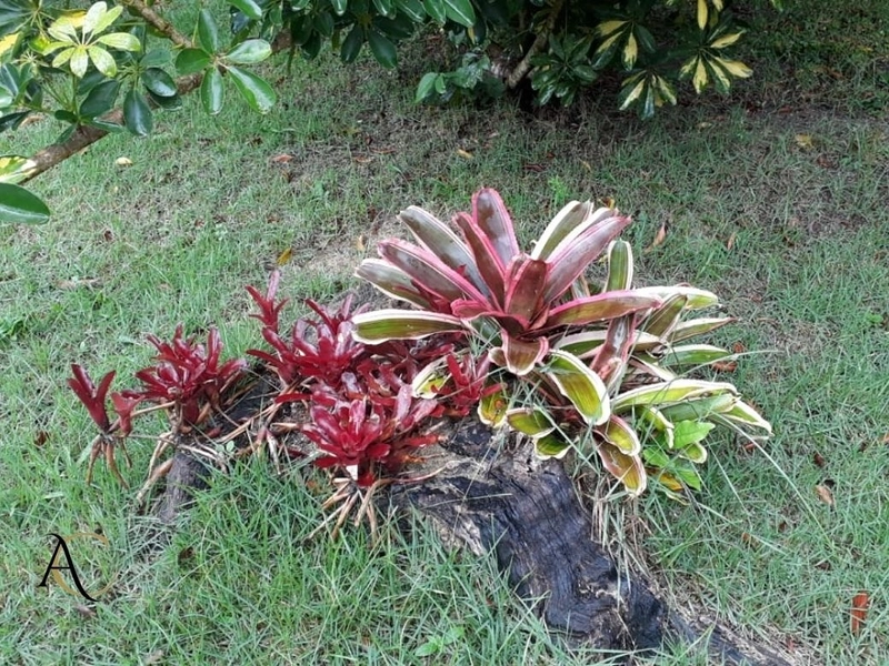 🌱 Casa a venda em Ipiabas, 3 Chalés Completos.: 64ª foto da galeria de imagens do imóvel